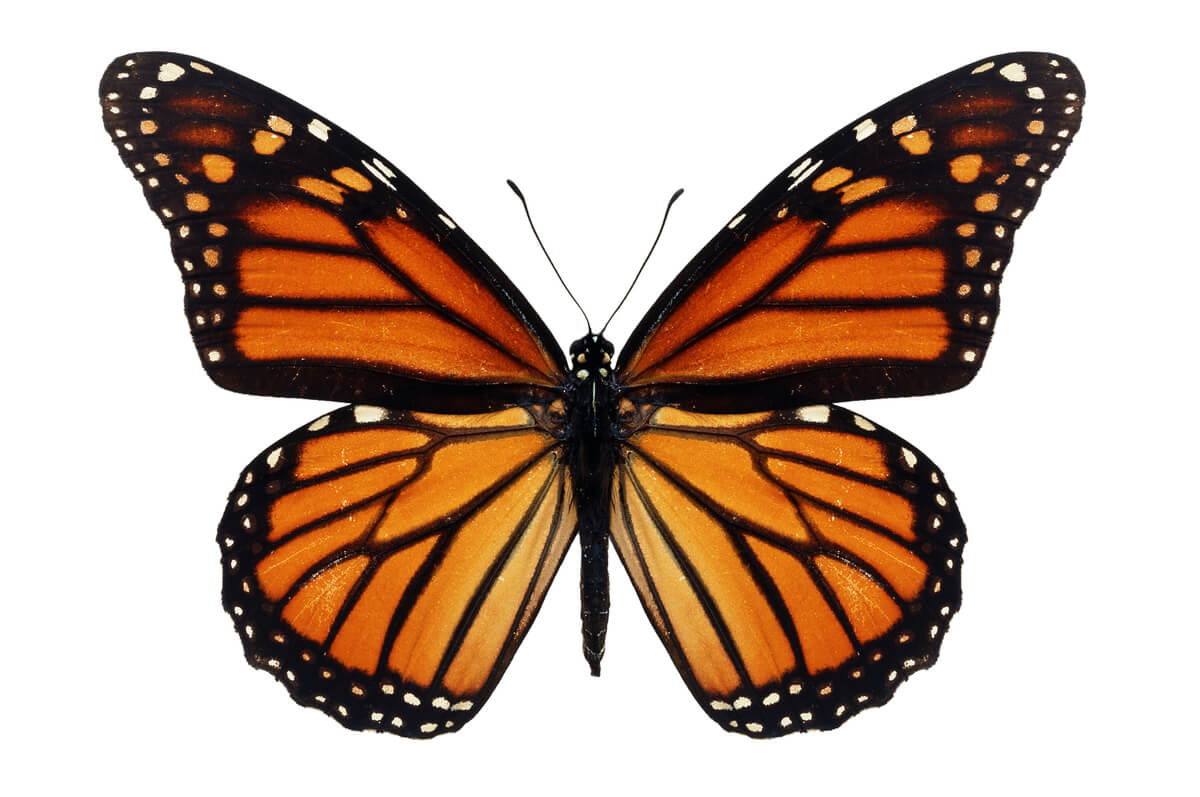 A monarch butterfly on an orange background.