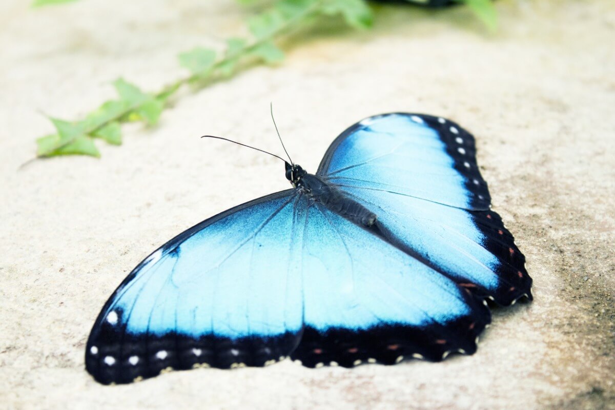 A blue butterfly.