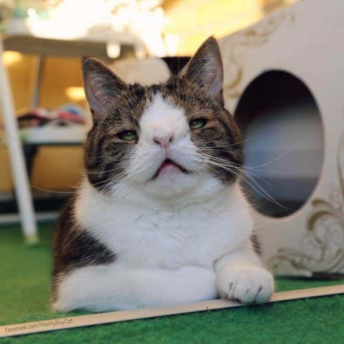 Meet Monty: Internet-Famous Cat with Down’s Syndrome