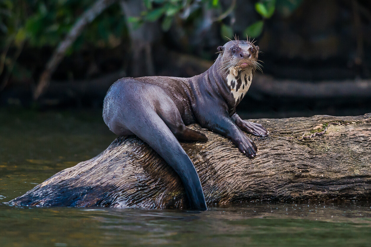 A giant otter sitting on a large log in a river.