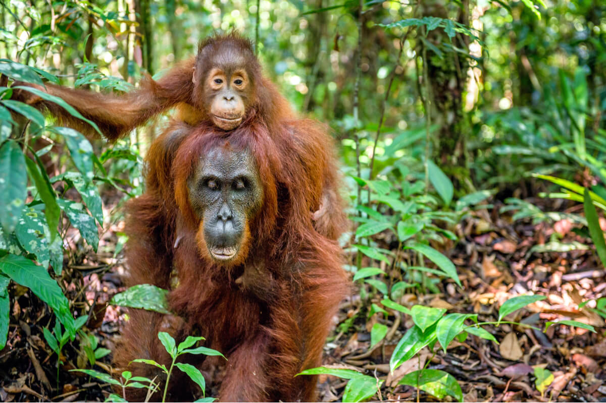 Female orangutans are some of the best mothers in nature.