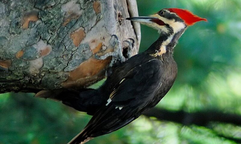A woodpecker.