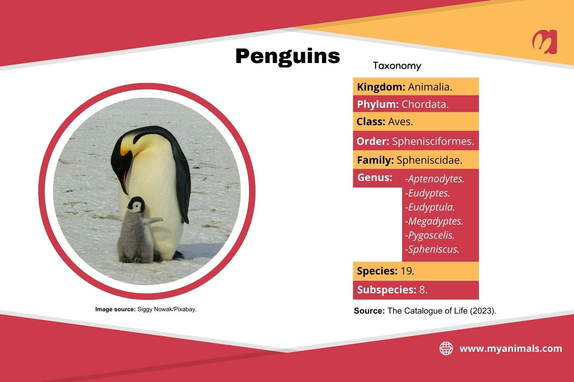 Information on penguins.