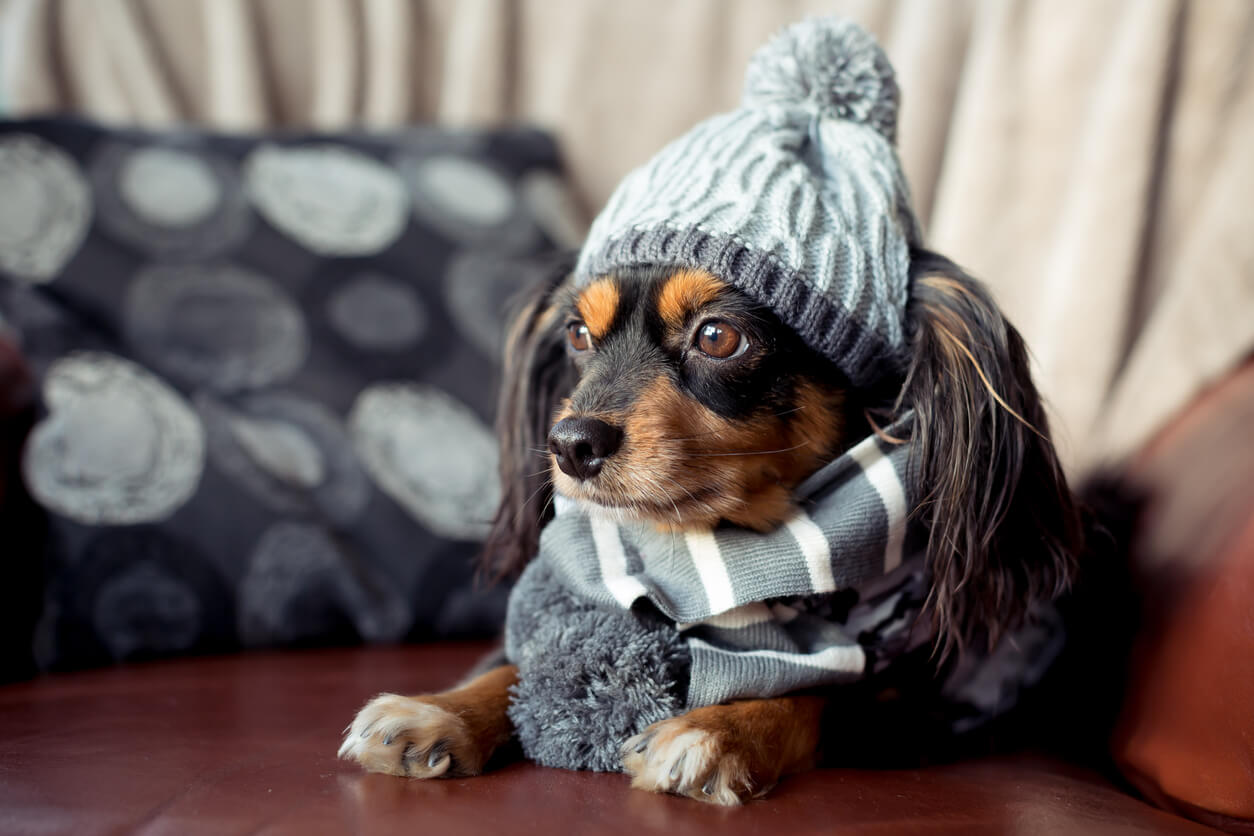 A small dog wearing a knit winter cap and scarf.
