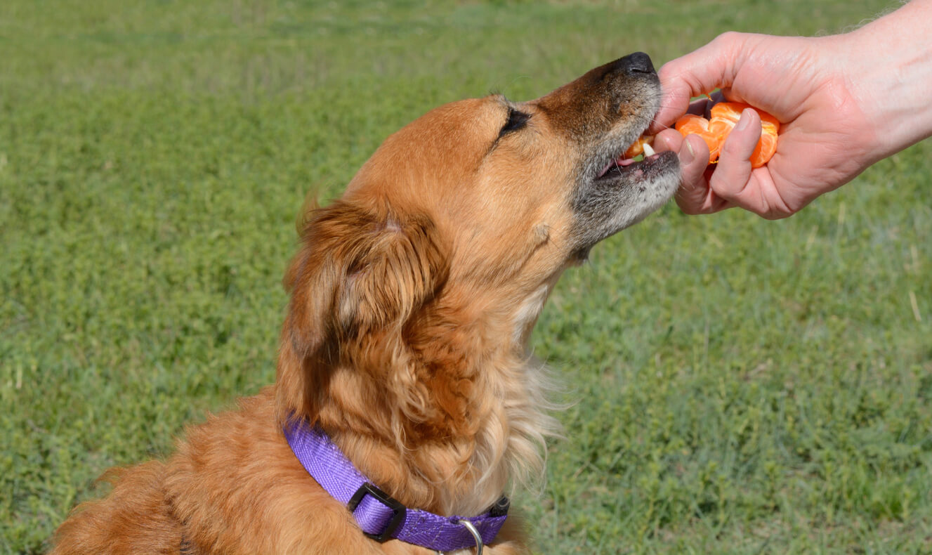 A dog eating mandarin slices.