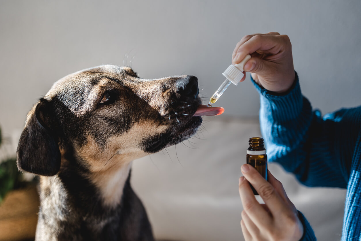 A person giving its dog dietary supplements.