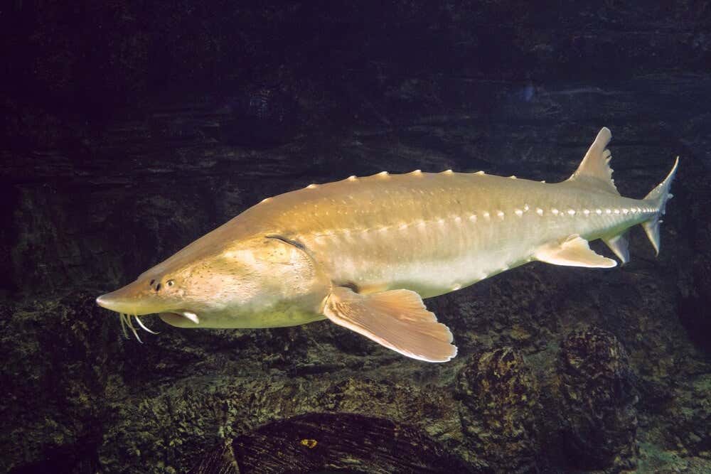 A Kaluga sturgeon underwater.