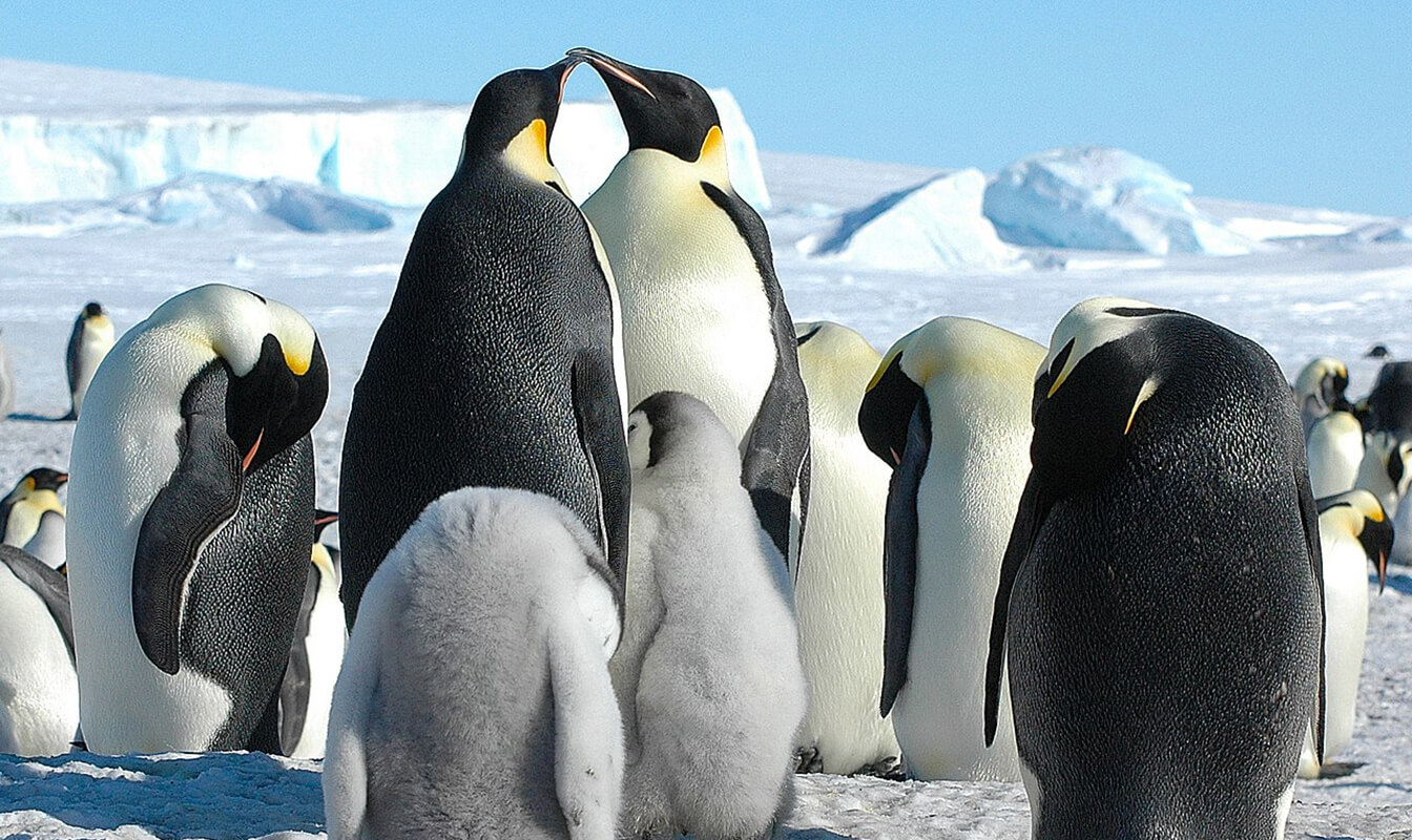 Emperor penguins standing in the snow in Antarctica.