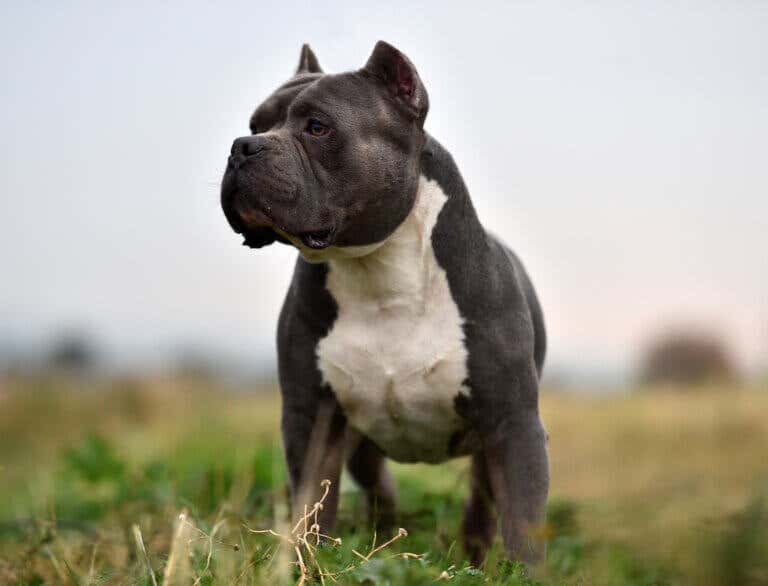 5 Pit Bull Hybrid Breeds You Should Know About