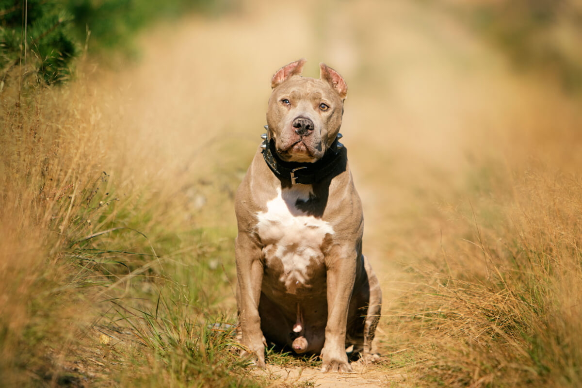 An American pit bull terrier sitting on a dirt road.