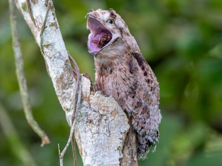 5 Curiosities About the Common Potoo