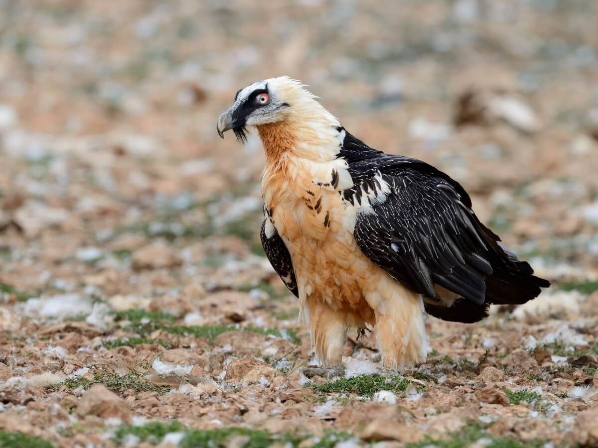 The bearded vulture is known as quebrantahuesos (meaning bone crusher) in Spanish.