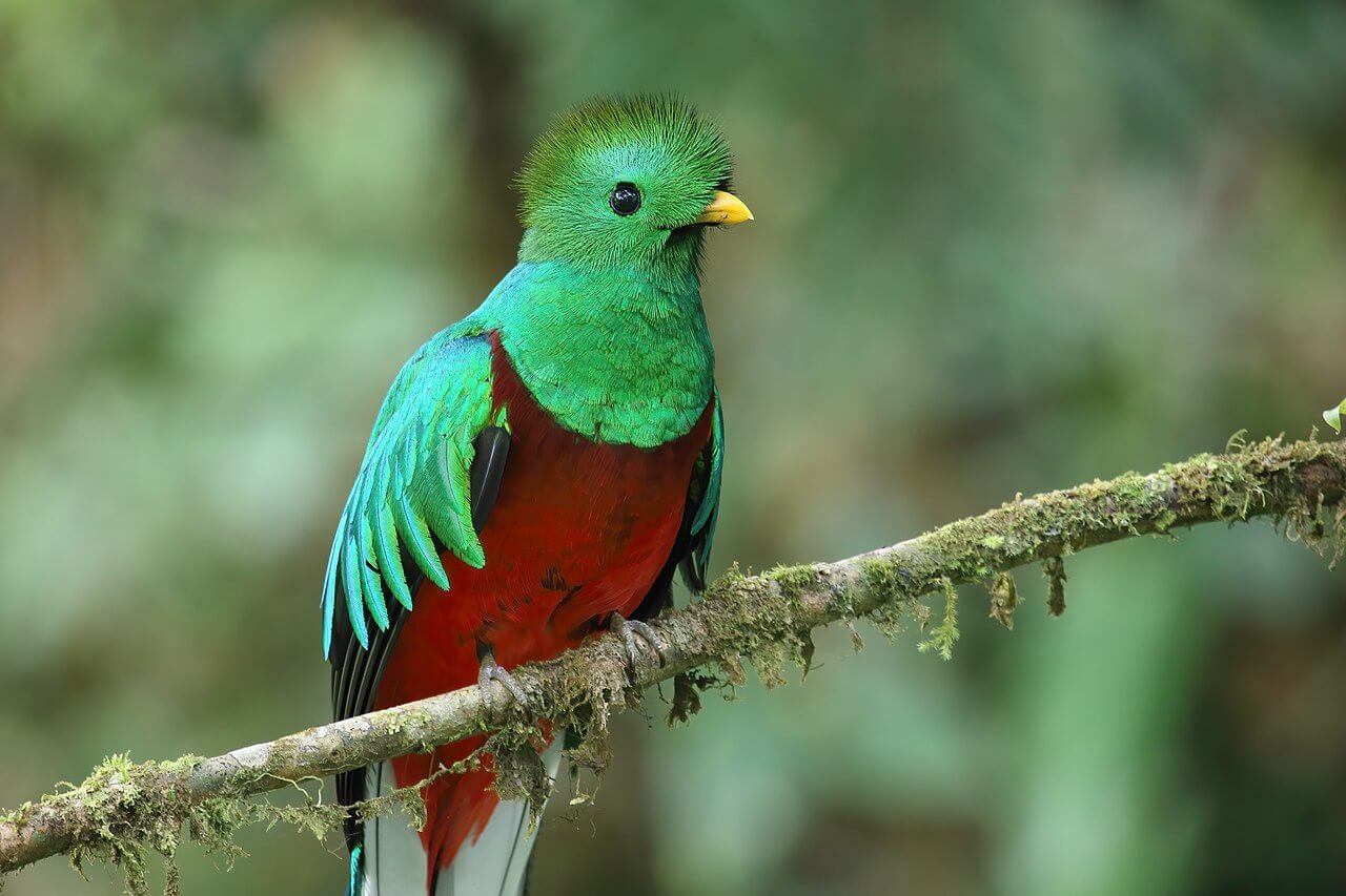 A quetzal perched on a branch.