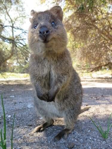 The quokka is very inquisitive.