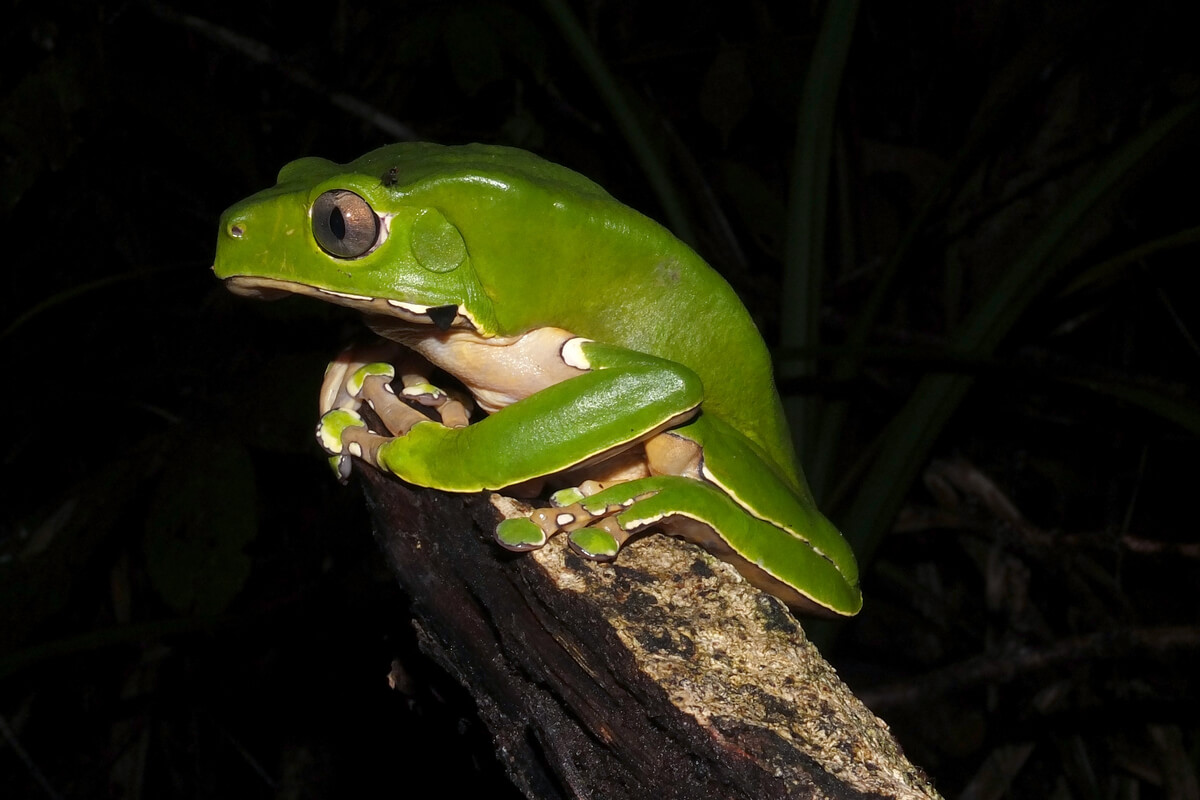 Frogs are skin-breathing animals.
