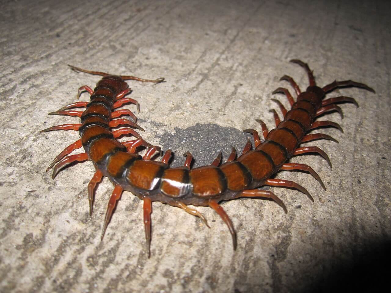 A Scolopendra walking on a cement floor.