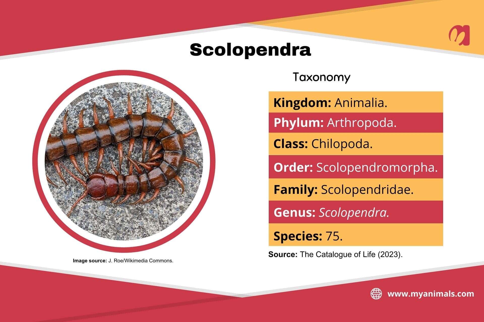 Information on scolopendra.