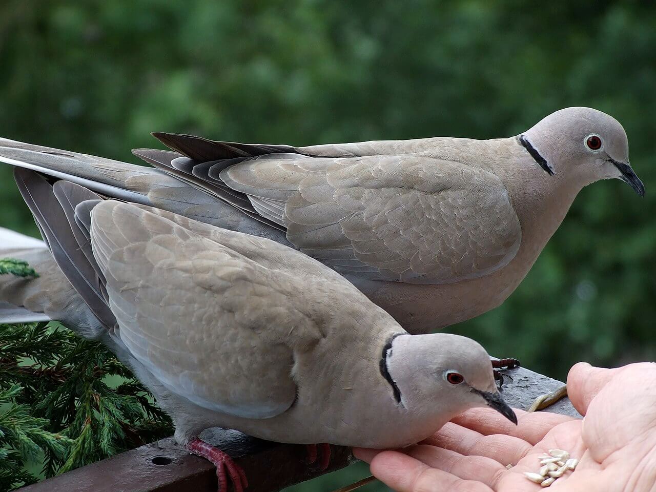 A Eurasian collared dove eating out of a human's hands.