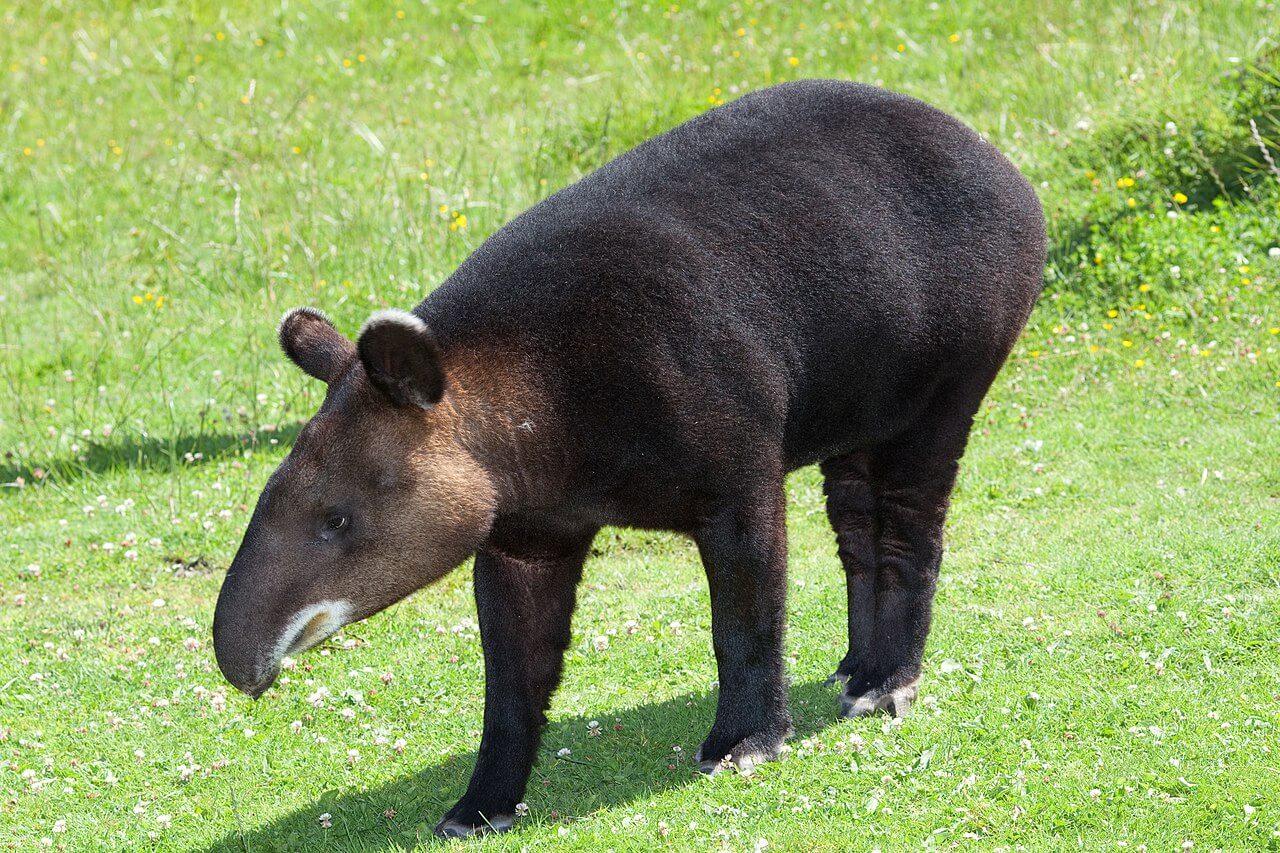 A tapir walking in the grass.