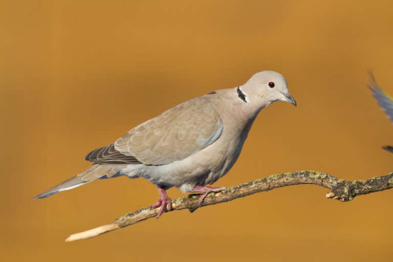 How to Care for a Eurasian Collared Dove: A Complete Guide