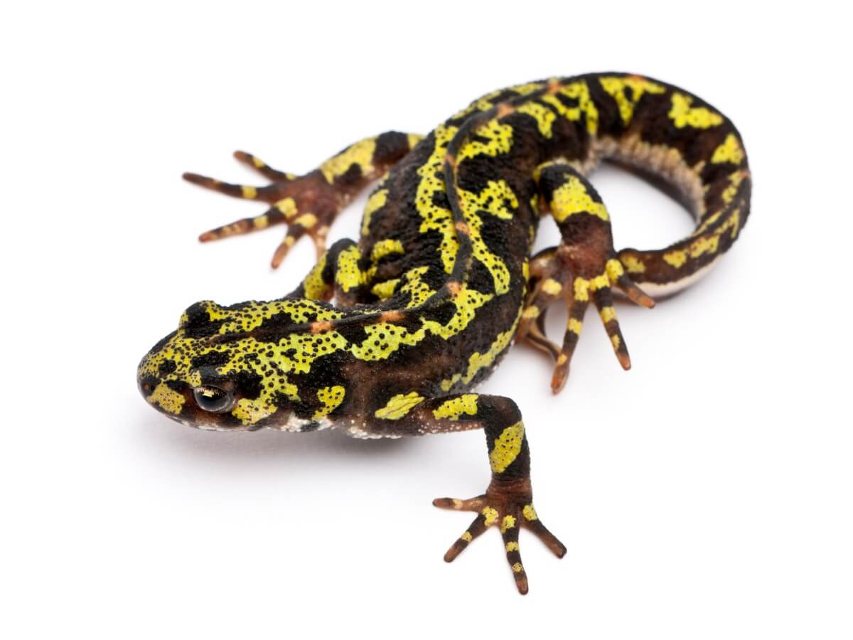 A marbled newt on a white background.