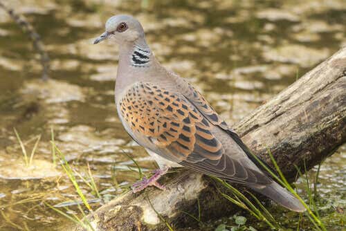 How Many Turtle Dove Species Are There?