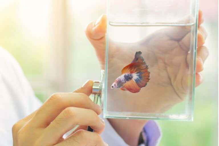 Most Common Diseases in Betta Fish