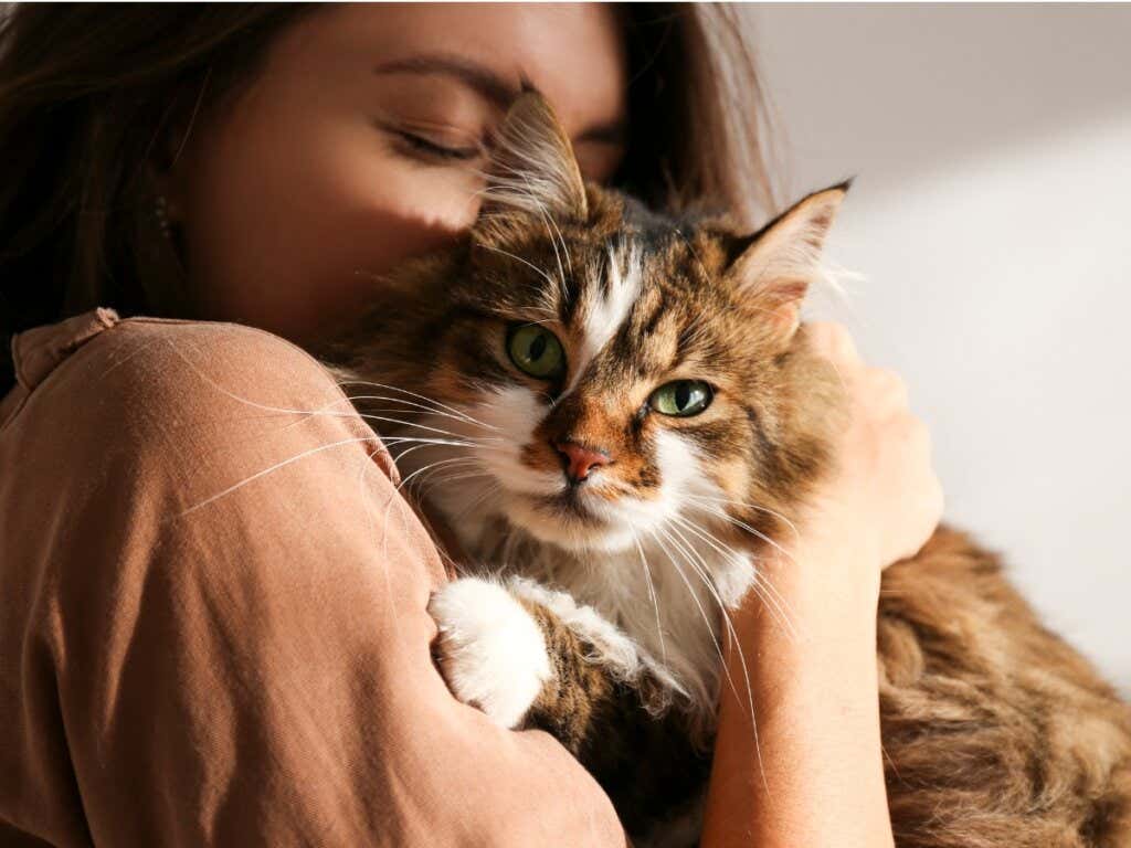 Are Cats Jealous Animals?