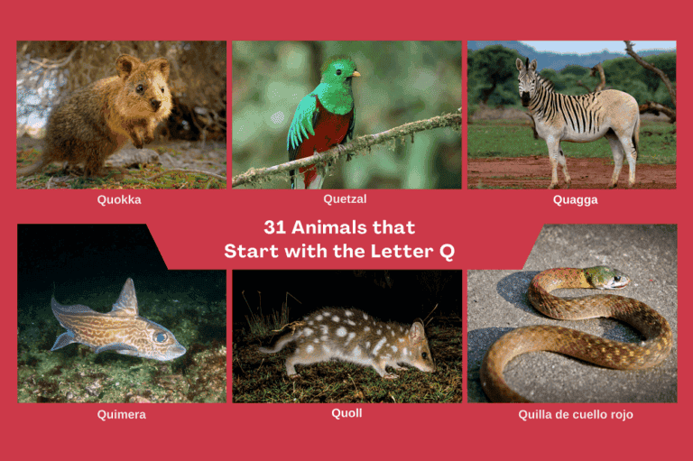Animals that Start with the Letter Q in English and Spanish