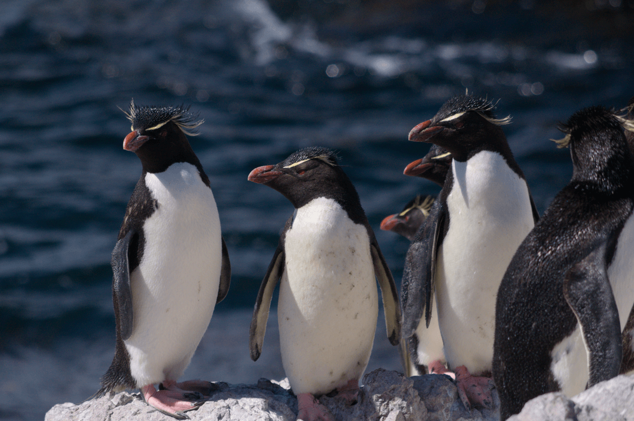 Penguins standing on a rock overlooking the ocean.