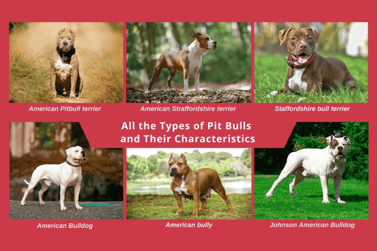 Types of Pit Bulls and Their Characteristics